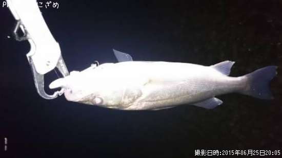 �����Х�