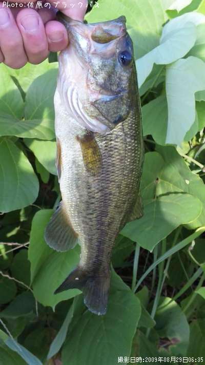 �֥�å��Х�