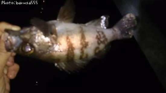 ��Х롡�����Х�