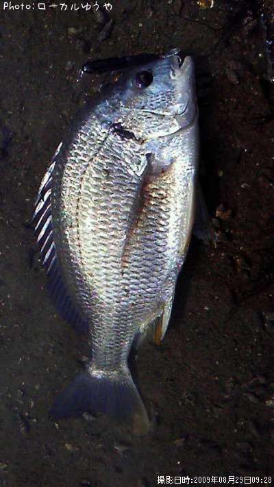 ���ӥ����