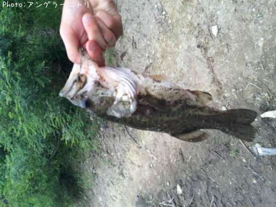 �֥�å��Х�