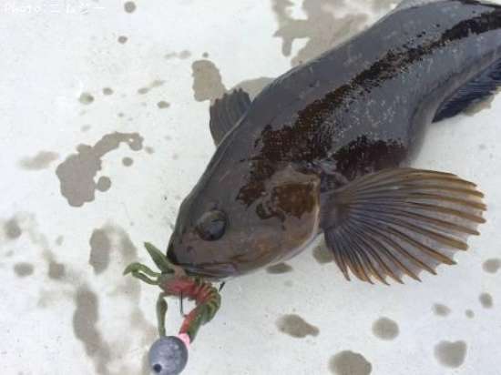 �����ʥ�