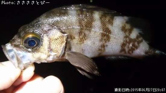 ��Х�������Х�