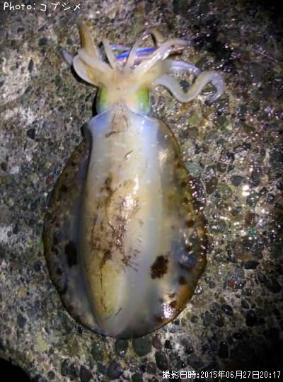 �����ꥤ��