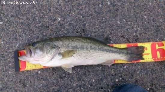 �֥�å��Х�