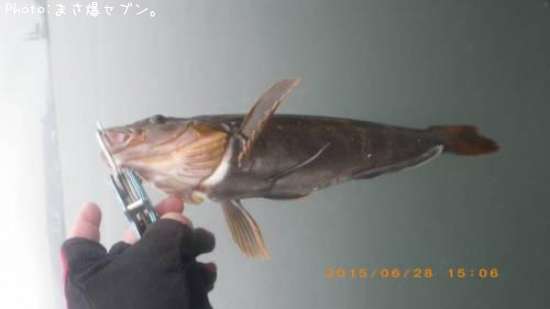 �����ʥ�