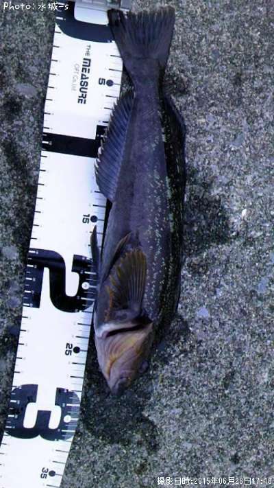 �ߥˡ������ʥ�