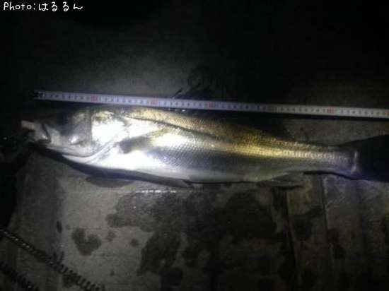 �����Х�