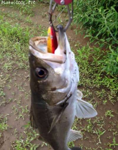 �����Х�