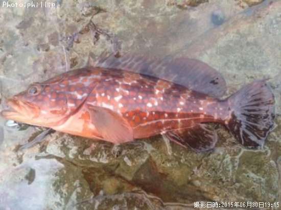 �����ϥ�