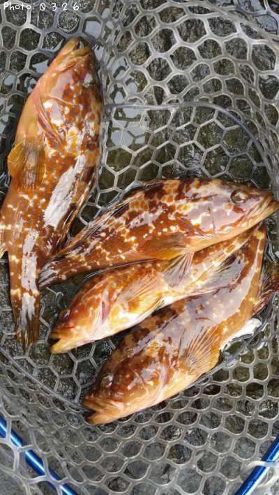 �����ϥ�