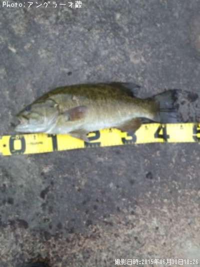 ���⡼��ޥ����Х�