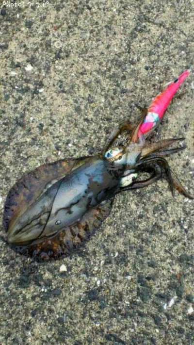 �����ꥤ��