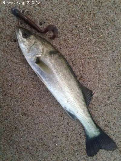 �����Х�