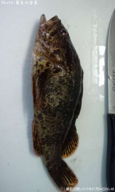 �٥å�������