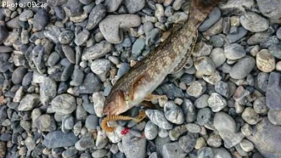 �����ʥ�