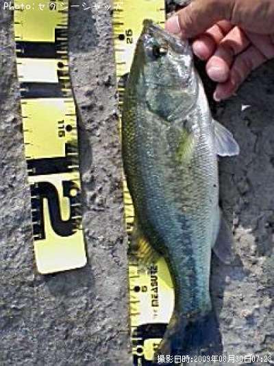 �֥�å��Х�