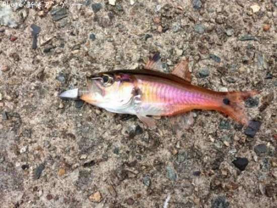 �ͥ�֥ĥ���