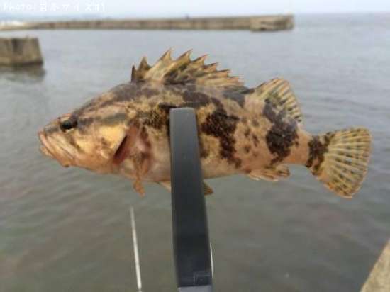 �����Υ���Х�