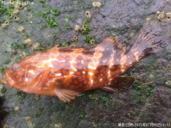 �����ϥ�