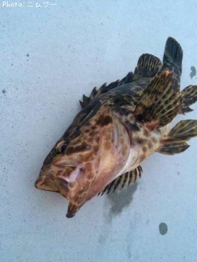 �٥å�������