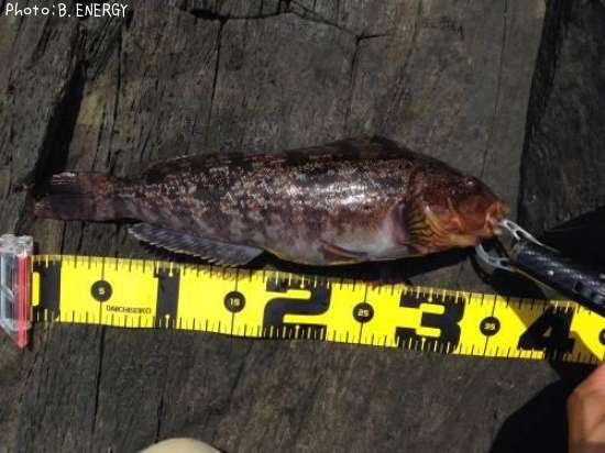 �����ʥ�