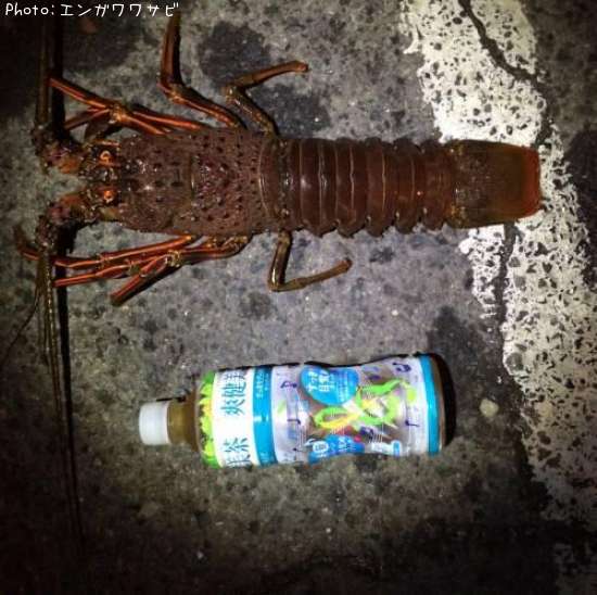 ������Ϸ