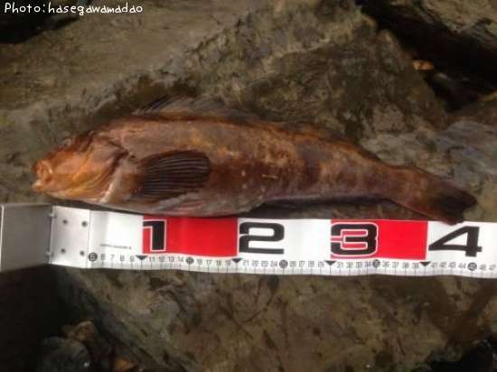 �����ʥ�