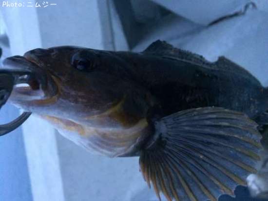 �����ʥ�