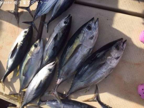 �ޥ����������ĥ�