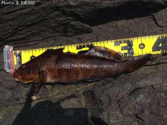 �����ʥ�