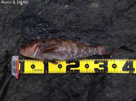 �����ʥ�