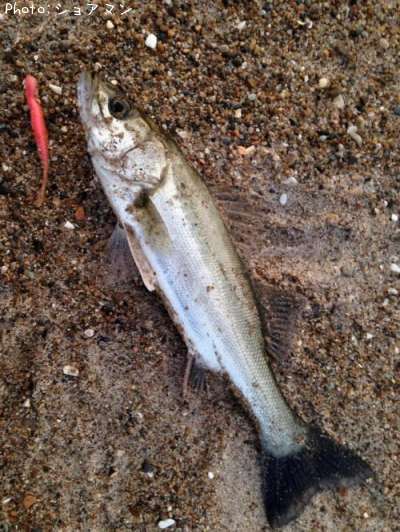 �����Х�