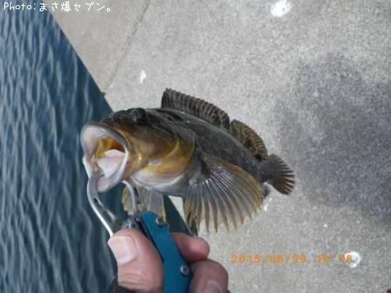 �����ʥ�