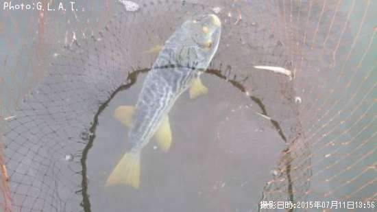 ���ޥե�