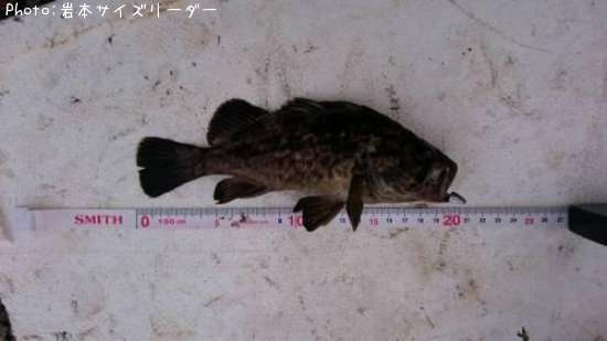 �����Υ���Х�