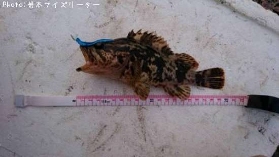 �����Υ���Х�