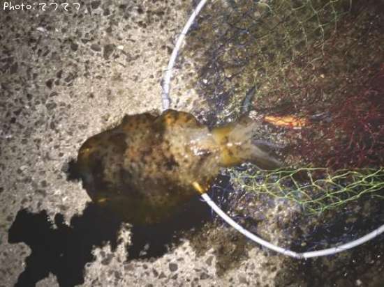 �����ꥤ��