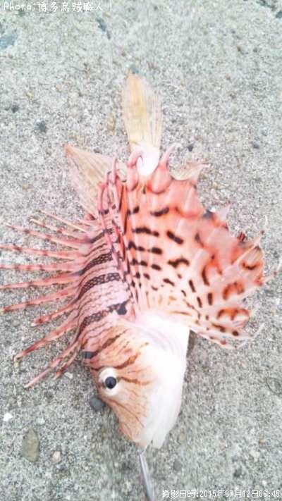 �ߥΥ�����