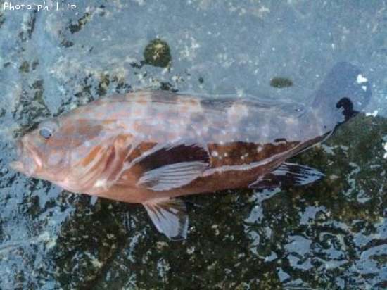 �����ϥ�