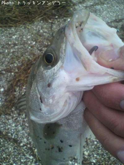 �����Х�