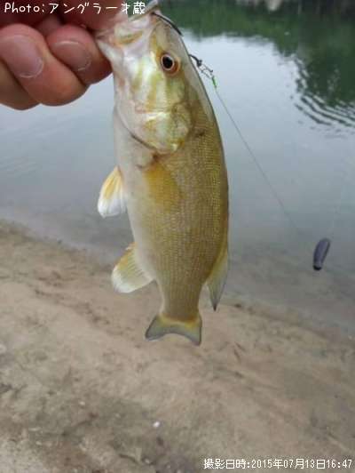 ���⡼��ޥ����Х�