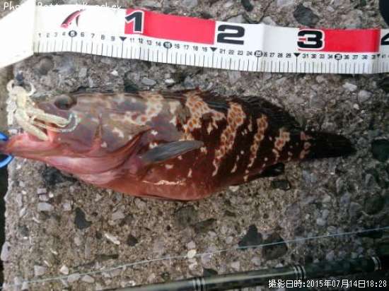 �����ϥ�