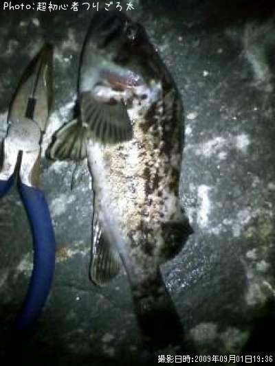 �٥å�������