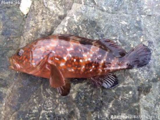 �����ϥ�