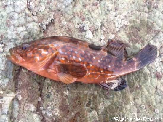 �����ϥ�