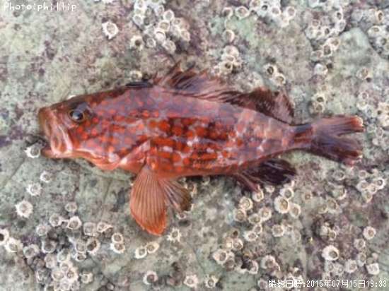 �����ϥ�