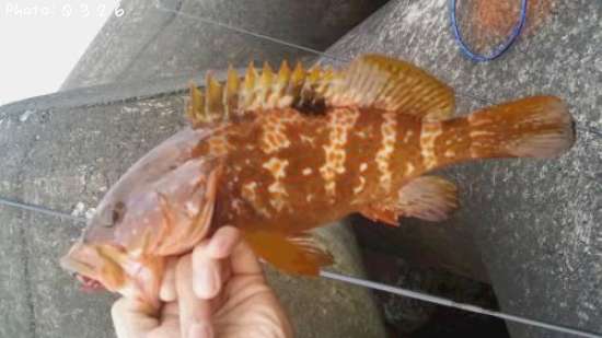 �����ϥ�