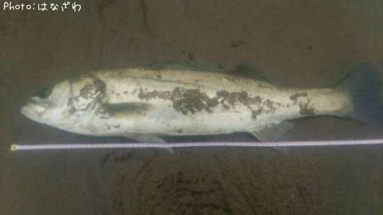 �����Х�