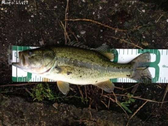 �֥�å��Х�